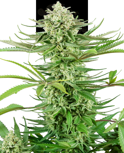 Sensi Seeds - Cashew Kush