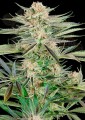 Sensi Seeds - Screwdriver OG