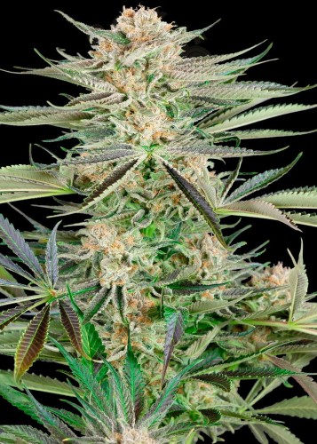 Sensi Seeds - Screwdriver OG