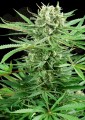 Sensi Seeds - Papi Chulo OG