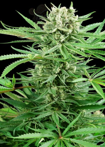 Sensi Seeds - Papi Chulo OG
