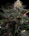 Sensi Seeds - Lockdown Kush