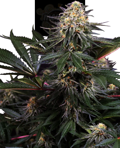 Sensi Seeds - Lockdown Kush