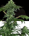 Sensi Seeds - 420 Punch