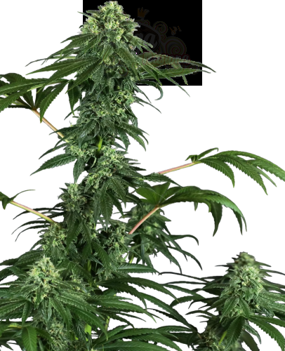 Sensi Seeds - 420 Punch