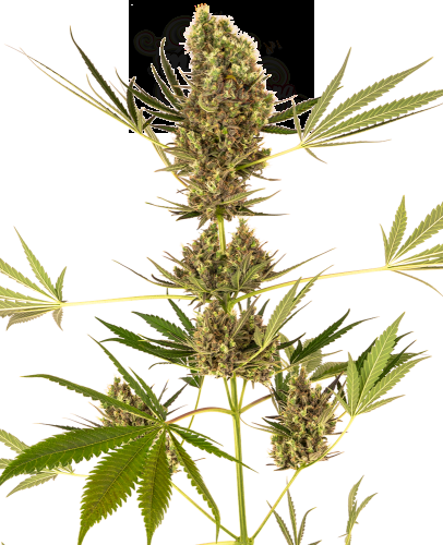 Sensi Seeds - Alpine Delight CBD Auto