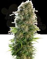 Sensi Seeds - Hindu Kush Automatic