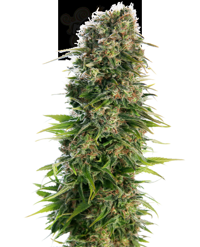 Sensi Seeds - Hindu Kush Automatic