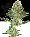 White Label - Banana Kush