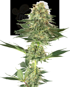 White Label - Banana Kush