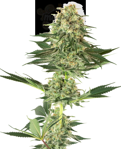 White Label - Banana Kush