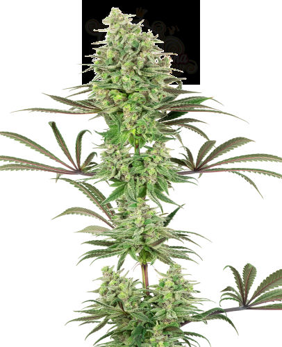White Label - Double Banana Kush