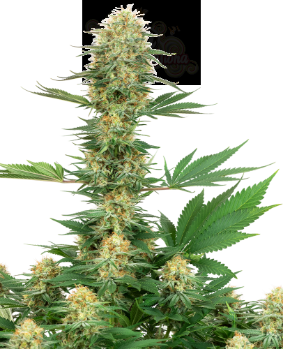 White Label - Gelato #420