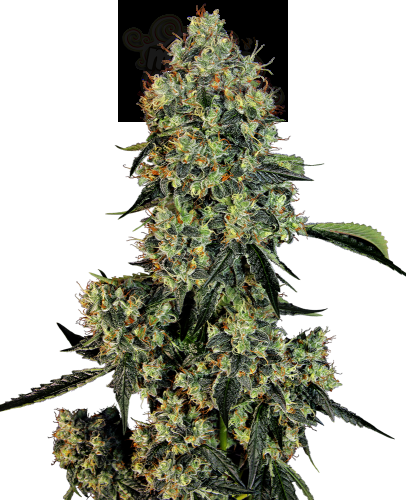 White Label - OG Kush