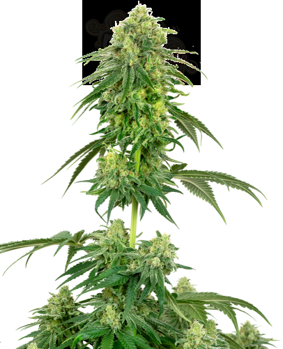 White Label - Strawberry Kush