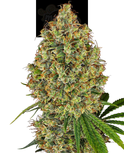 White Label - AK-420
