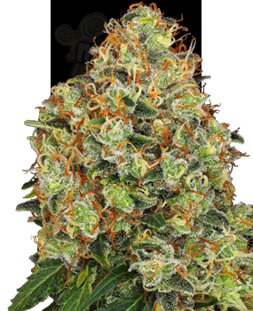 White Label - Sweet Tangerine Tango Auto