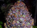 Purple Haze Auto