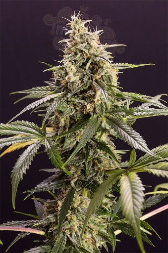 Humboldt - Chem Bomb Auto
