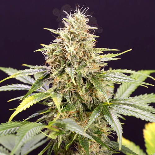 Humboldt - Chocolate Mint OG Auto
