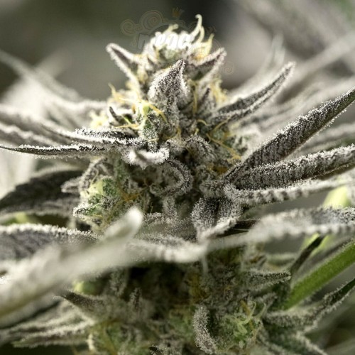 Humboldt - OGKZ Auto