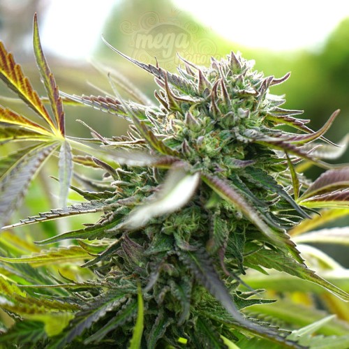 Humboldt - Pineapple Chem Auto