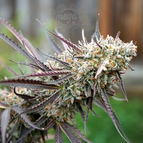 Humboldt - Ice Cream Cake Fast