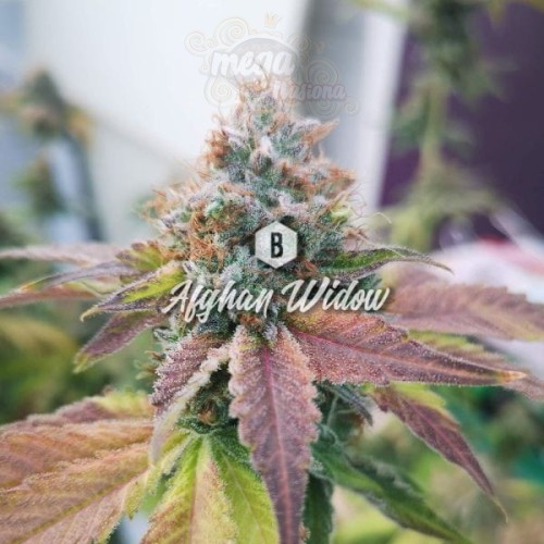 Afghan Widow