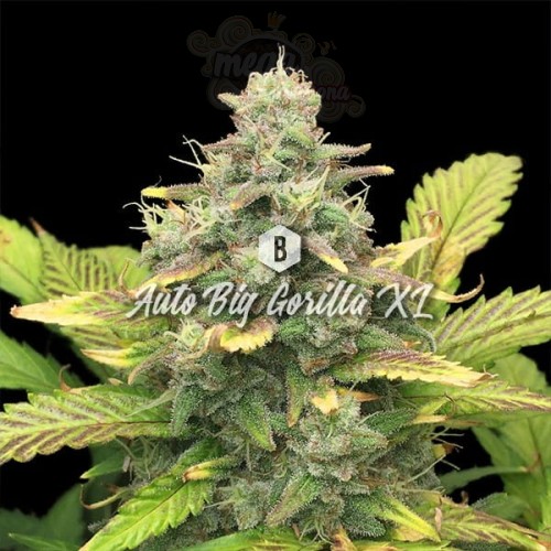 Big Seedbank - Big Gorilla XL Auto