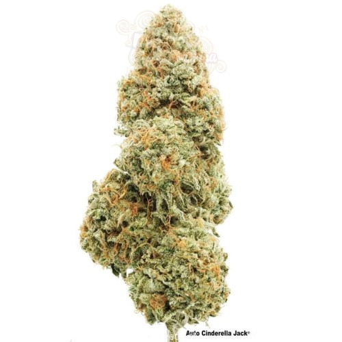 Cinderella Jack Auto