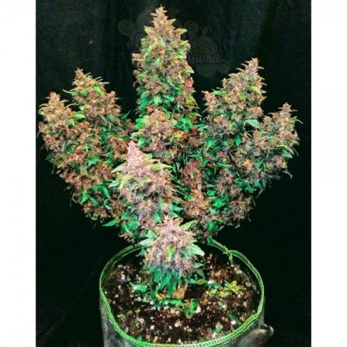 Dark LSD Auto