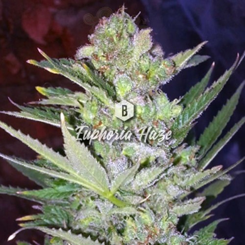 Big Seedbank - Euphoria Haze