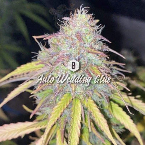 Big Seedbank - Wedding Glue Auto