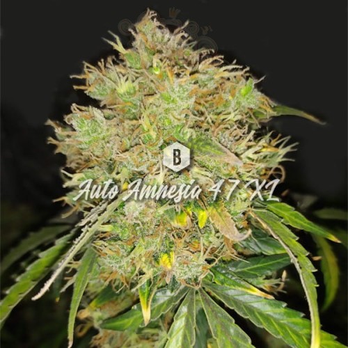 Big Seedbank - Amnesia 47 XL Auto