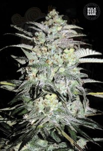 BULK SEED BANK - Mazar Extra
