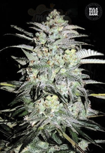 BULK SEED BANK - Mazar Extra