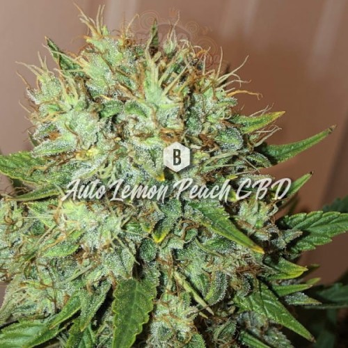 Big Seedbank - Lemon Peach CBD Auto