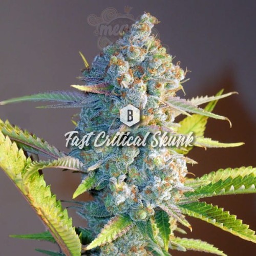 Big Seedbank - Fast OG Kush