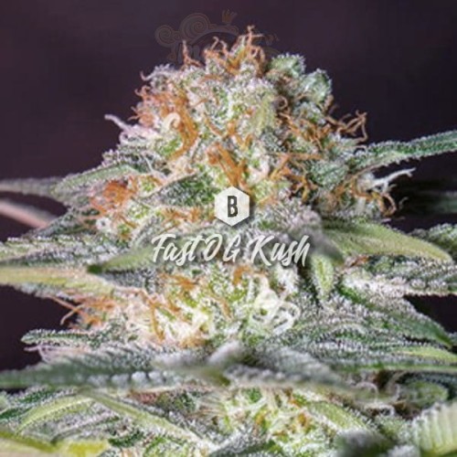 Big Seedbank - Fast OG Kush