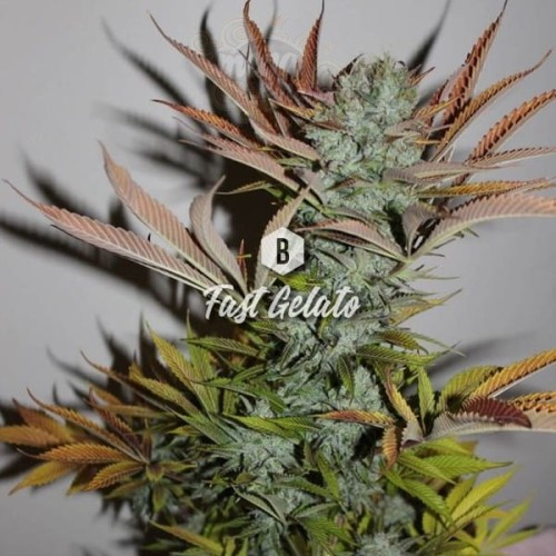 Big Seedbank - Fast Gelato