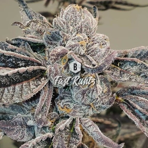 Big Seedbank - Fast Runtz