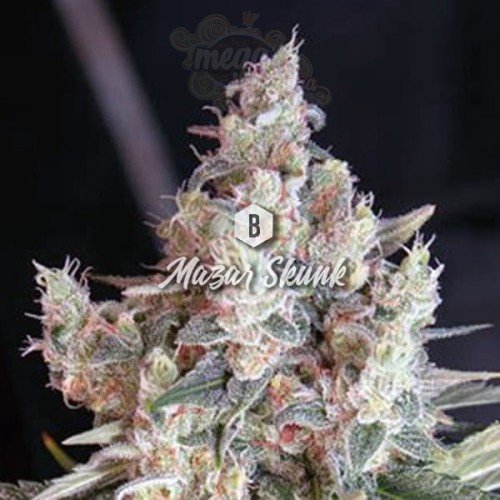 Big Seedbank - Mazar Skunk