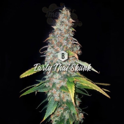 Big Seedbank - Early Thai Skunk