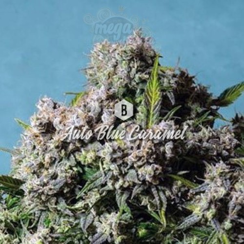 Big Seedbank - Blue Caramel Auto