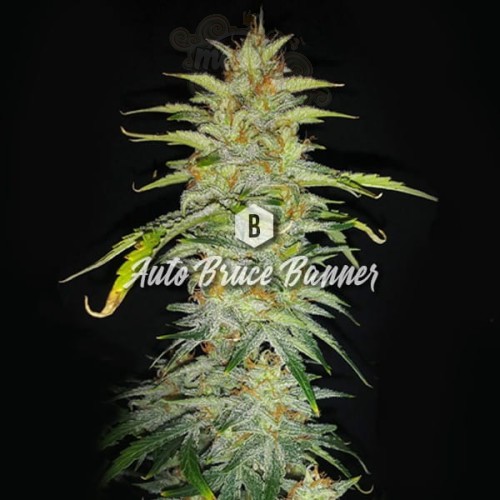 Big Seedbank - Bruce Banner Auto