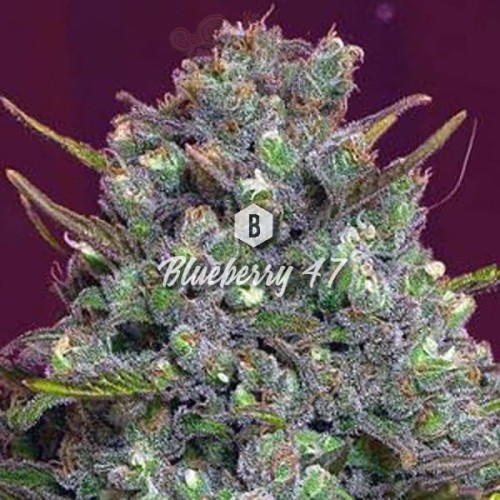 Big Seedbank - Blueberry 47