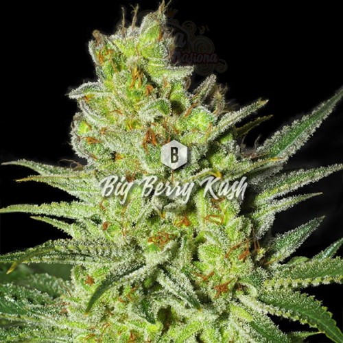 Big Seedbank - Big Berry Kush