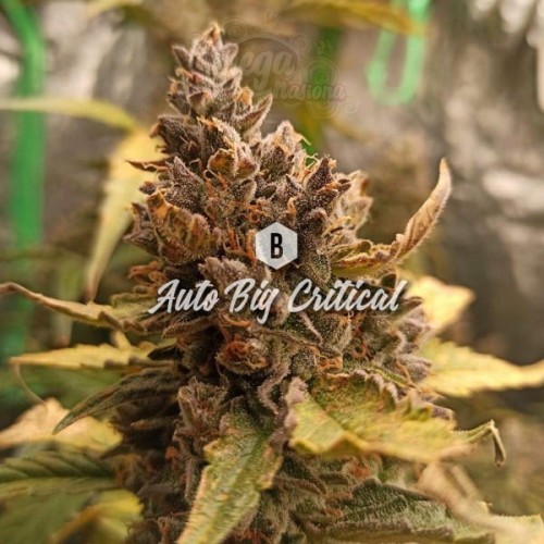 Big Seedbank - Big Critical Auto