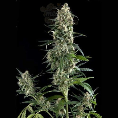 PYRAMID SEEDS - Auto Amnesia Gold