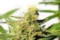KANNABIA SEED - BCN Diesel CBD
